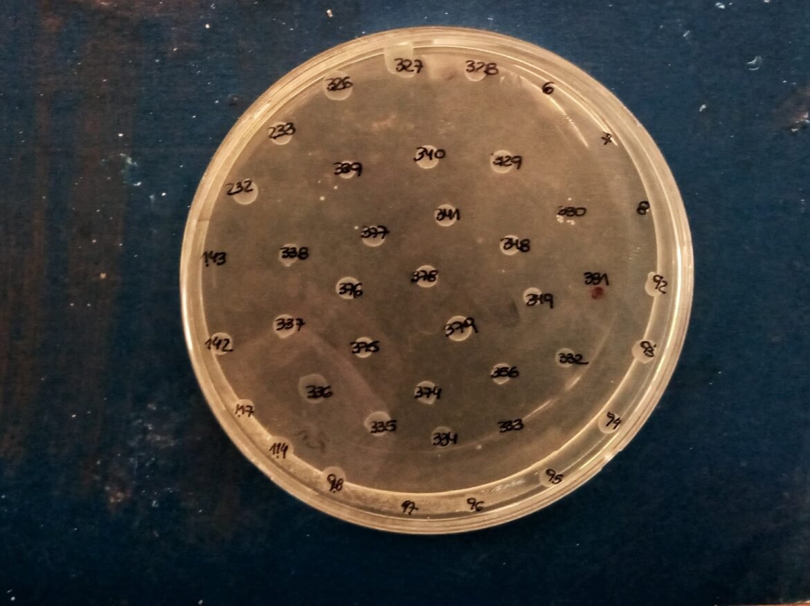 Con financiamiento del Gobierno Provincial, investigan resistencia bacteriana en la Patagonia
