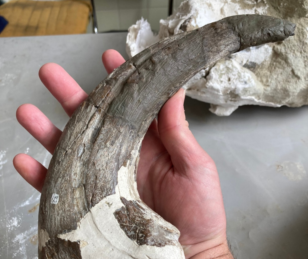 Científicos de la UNPSJB descubrieron un nuevo dinosaurio