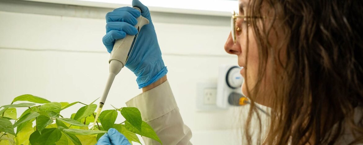 Desarrollan una “vacuna” que fortalece el sistema inmune de las plantas