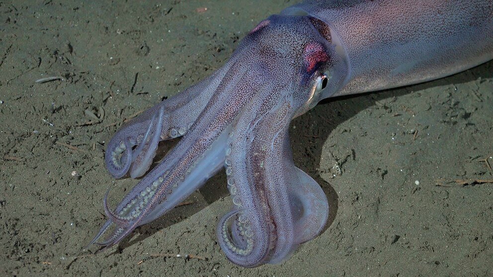 El CONICET inicia una nueva expedición submarina para explorar la biodiversidad del océano a 600 km de la costa de Chubut